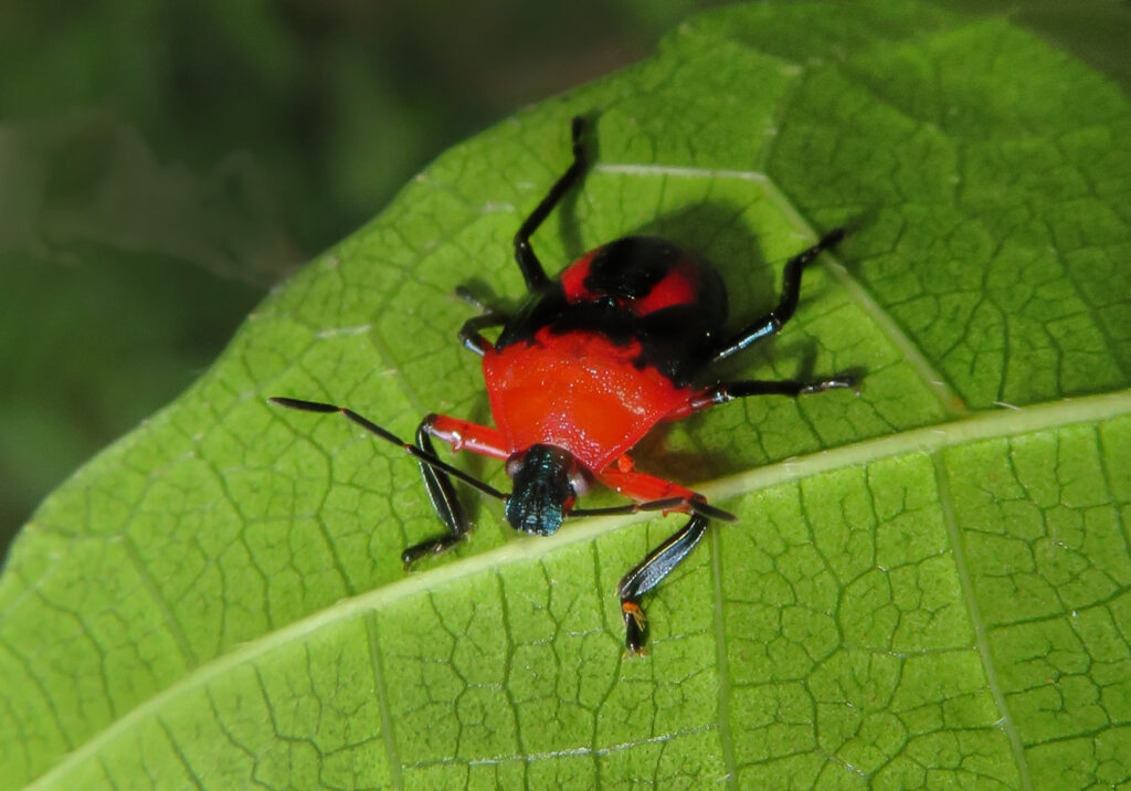 Stink Bugs, Shield Bugs, and Allies (Superfamily Pentatomoidea)