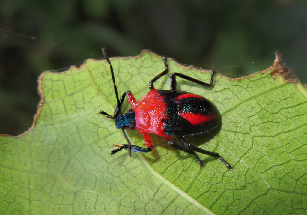 Stink Bugs, Shield Bugs, and Allies (Superfamily Pentatomoidea)
