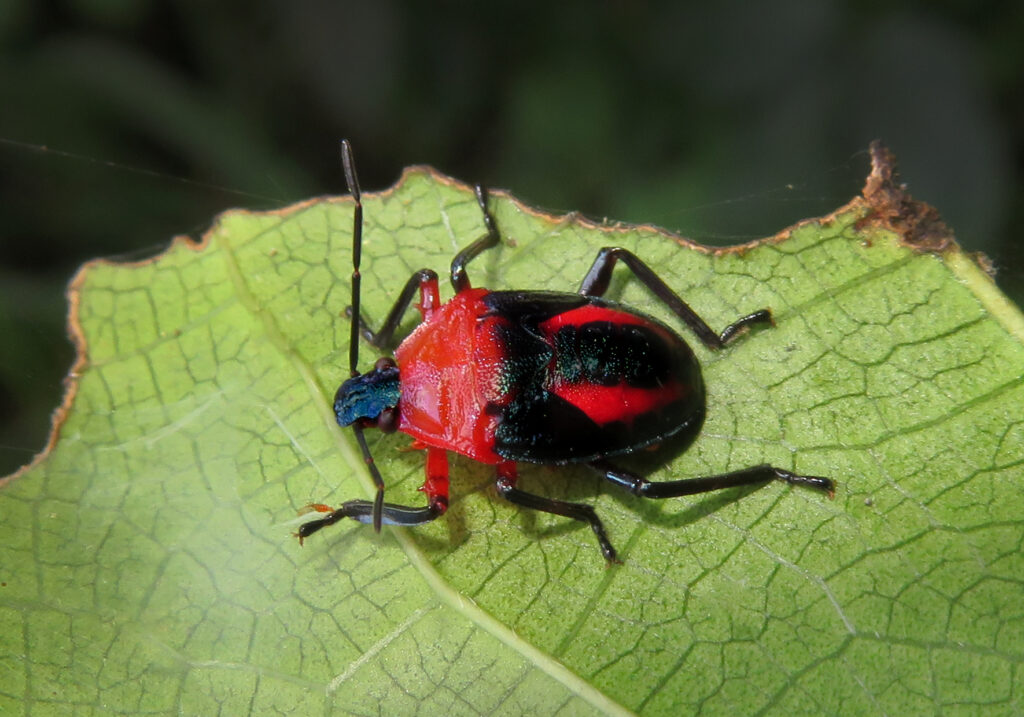 Stink Bugs, Shield Bugs, and Allies (Superfamily Pentatomoidea)
