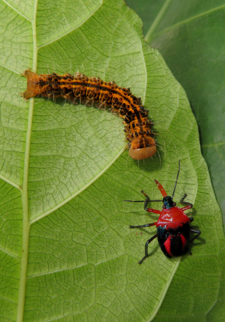 Stink Bugs, Shield Bugs, and Allies (Superfamily Pentatomoidea)