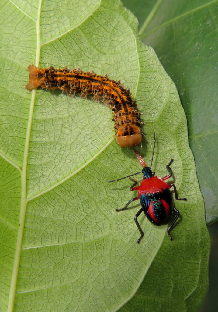 Stink Bugs, Shield Bugs, and Allies (Superfamily Pentatomoidea)