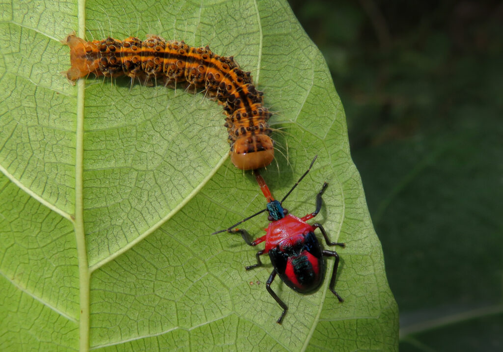 Stink Bugs, Shield Bugs, and Allies (Superfamily Pentatomoidea)