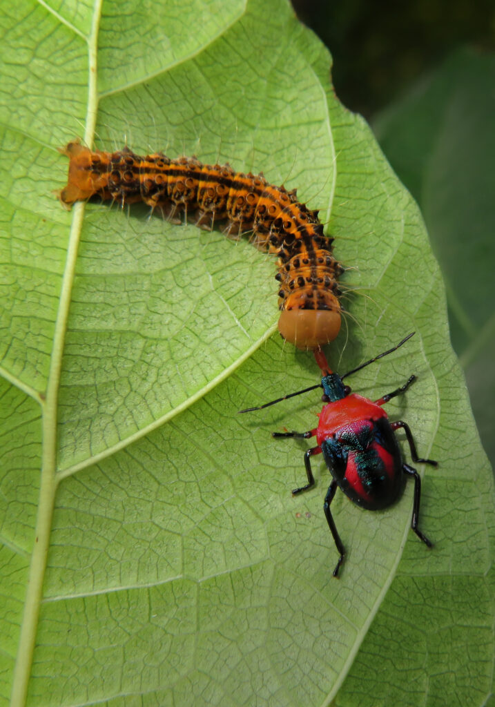 Stink Bugs, Shield Bugs, and Allies (Superfamily Pentatomoidea)