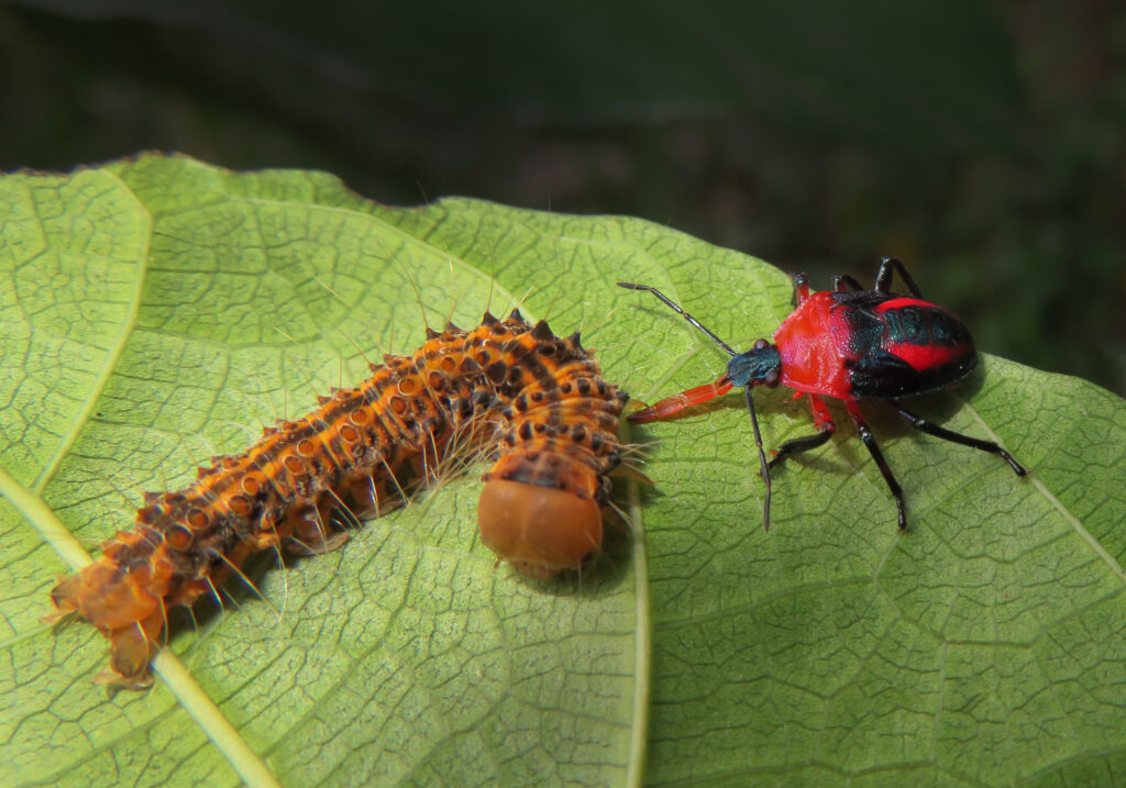 Stink Bugs, Shield Bugs, and Allies (Superfamily Pentatomoidea)