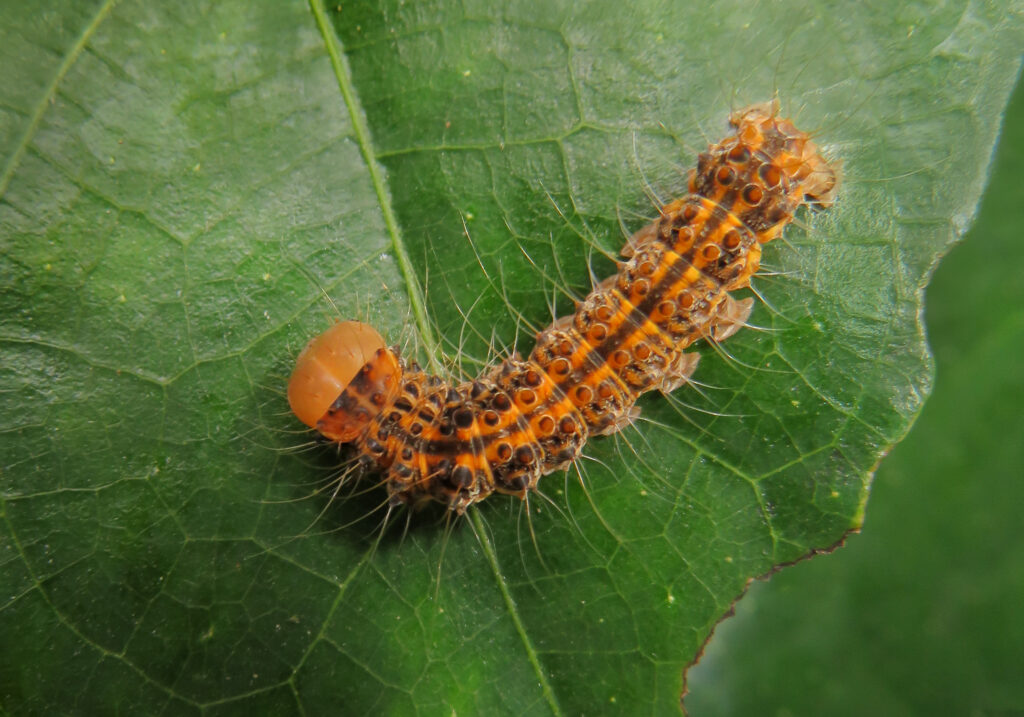 Asota heliconia