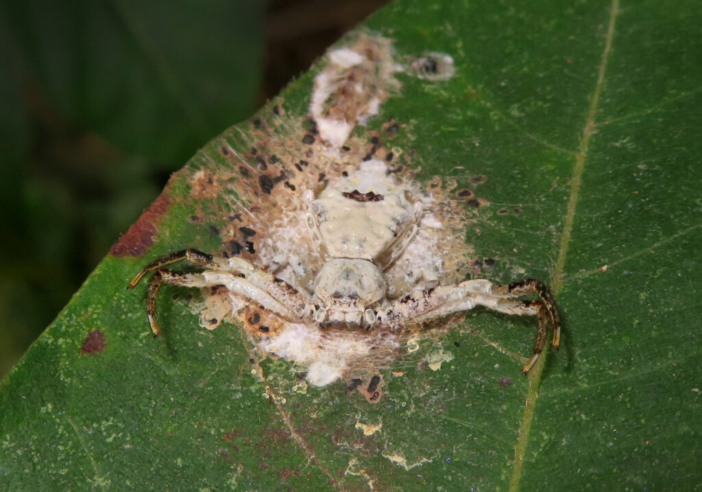 Phrynarachne decipiens