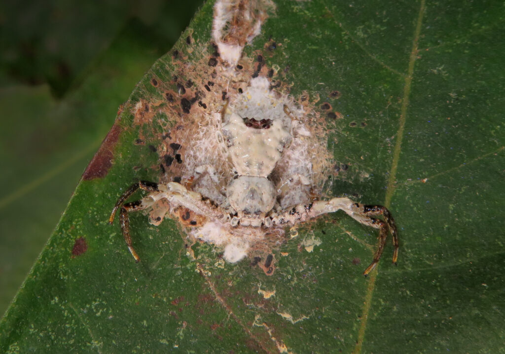 Phrynarachne decipiens
