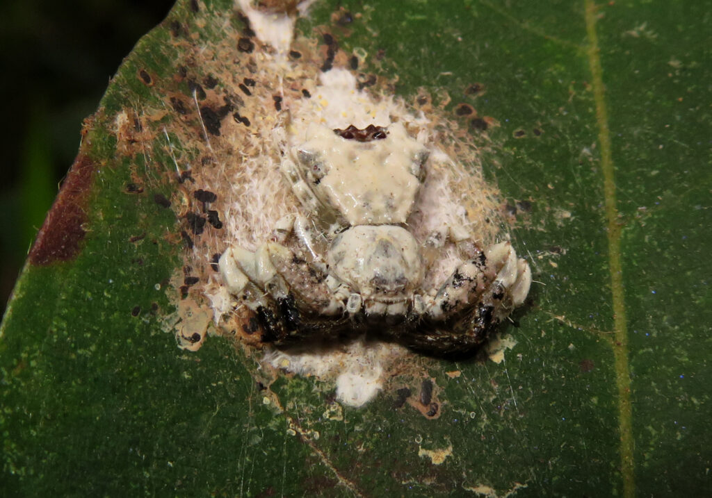 Phrynarachne decipiens