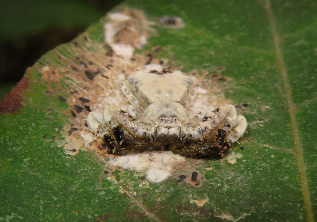 Phrynarachne decipiens