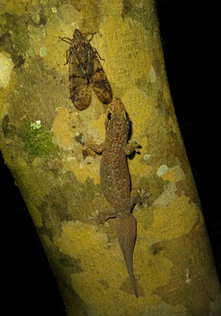 Subfamily Dichopterinae