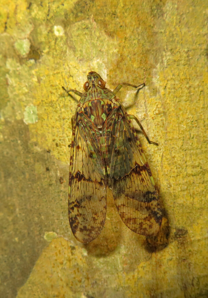 Subfamily Dichopterinae