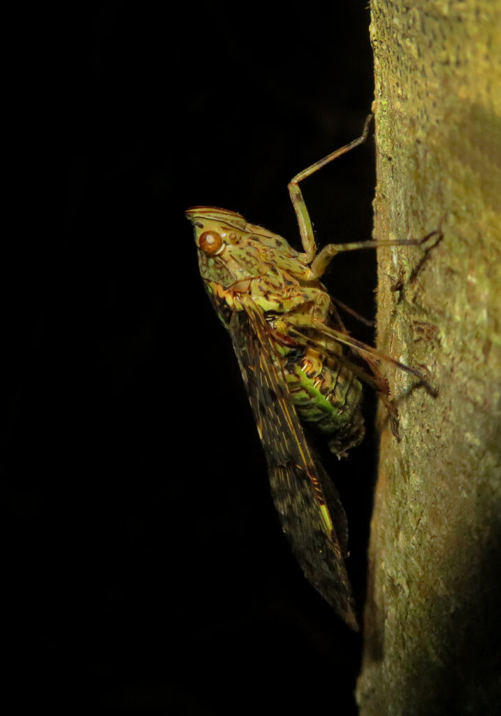 Subfamily Dichopterinae