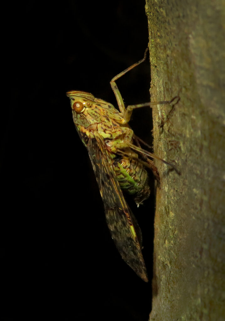 Subfamily Dichopterinae