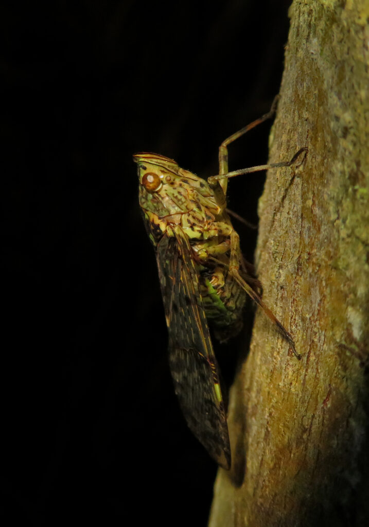 Subfamily Dichopterinae