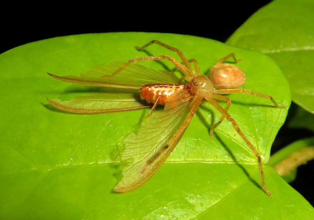 Huntsman Spiders (Family Sparassidae)