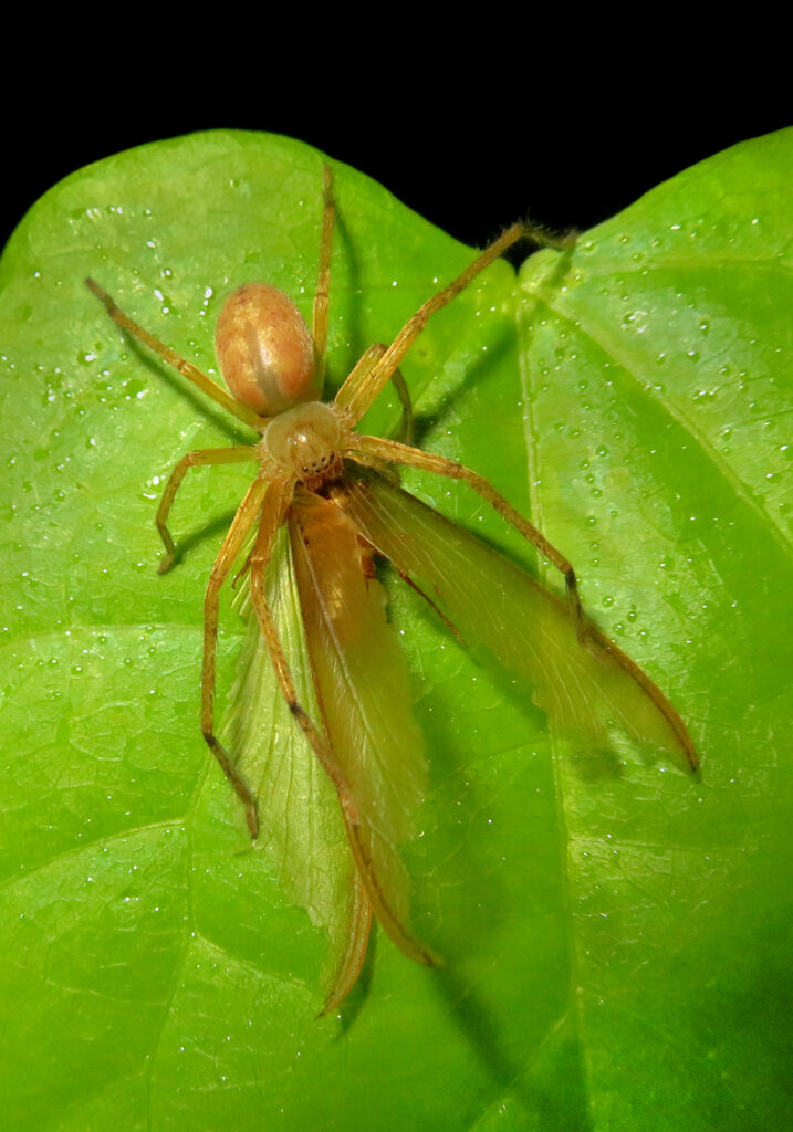 Huntsman Spiders (Family Sparassidae)