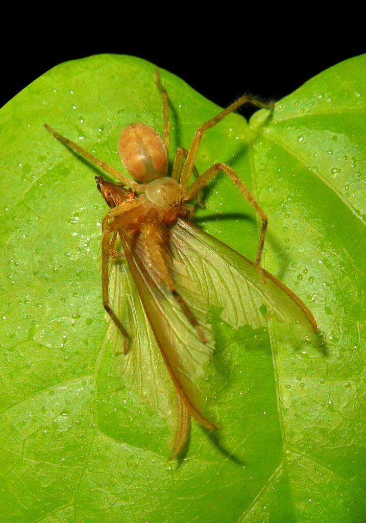 Huntsman Spiders (Family Sparassidae)