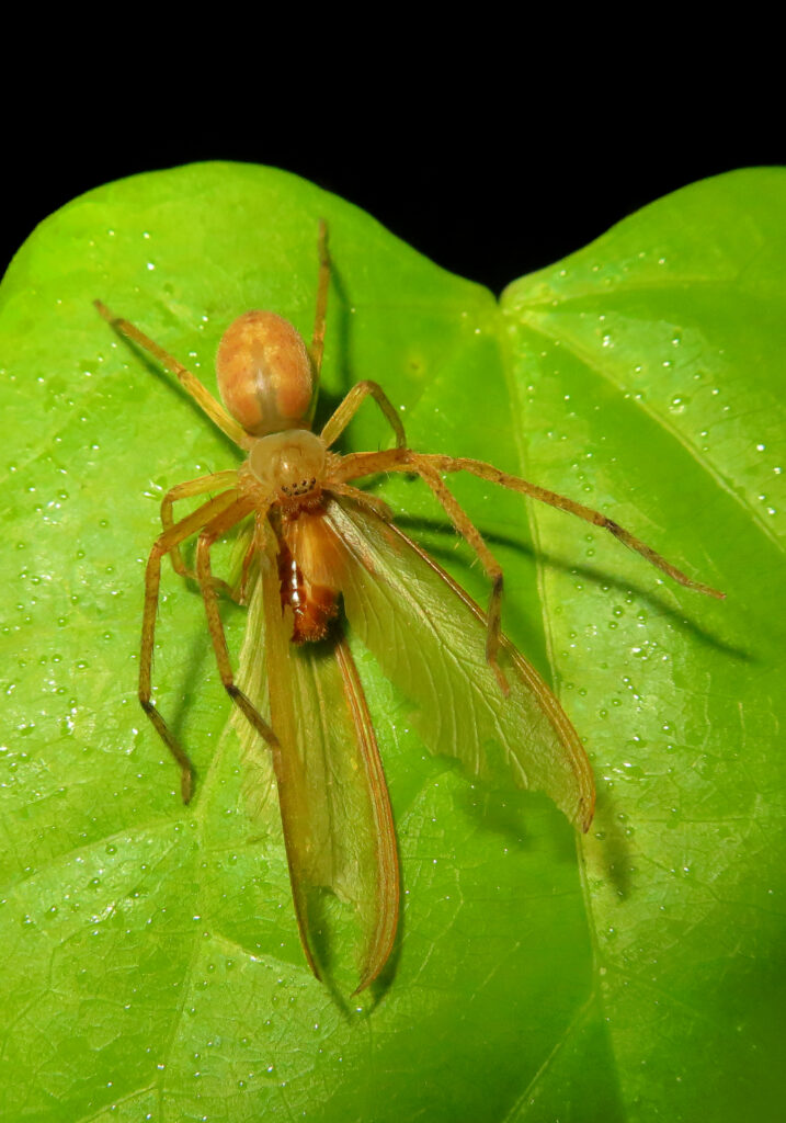 Huntsman Spiders (Family Sparassidae)