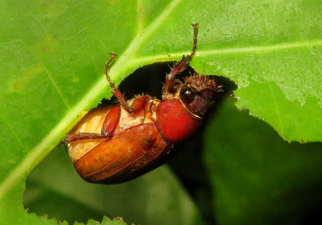 Scarabs (Family Scarabaeidae)