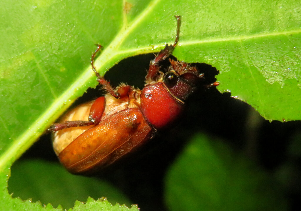 Scarabs (Family Scarabaeidae)