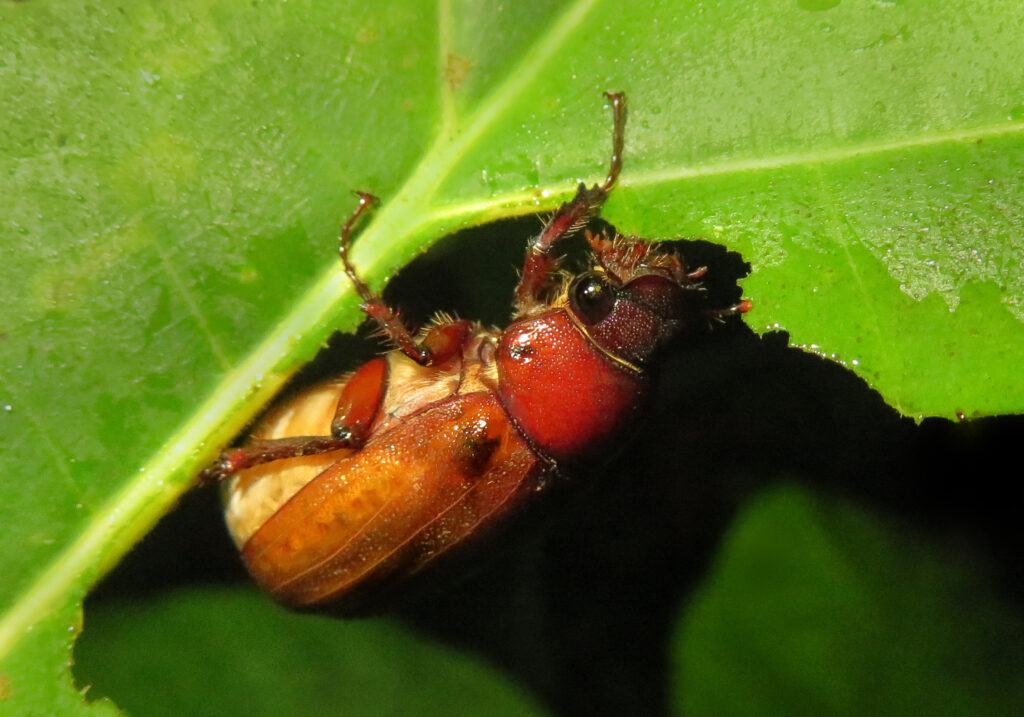 Scarabs (Family Scarabaeidae)