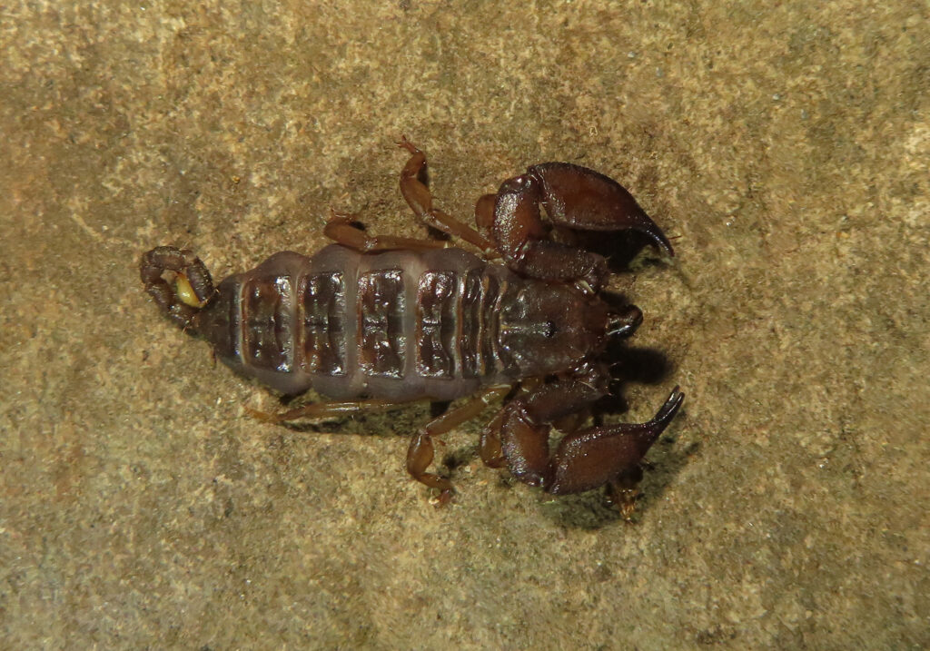 Genus Liocheles