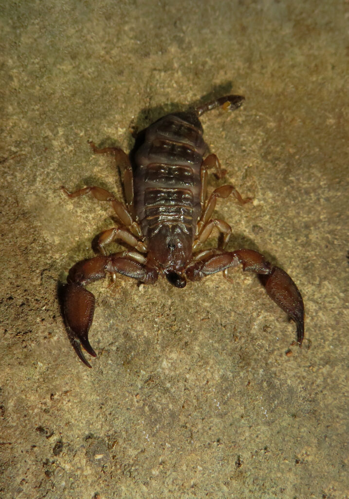 Genus Liocheles