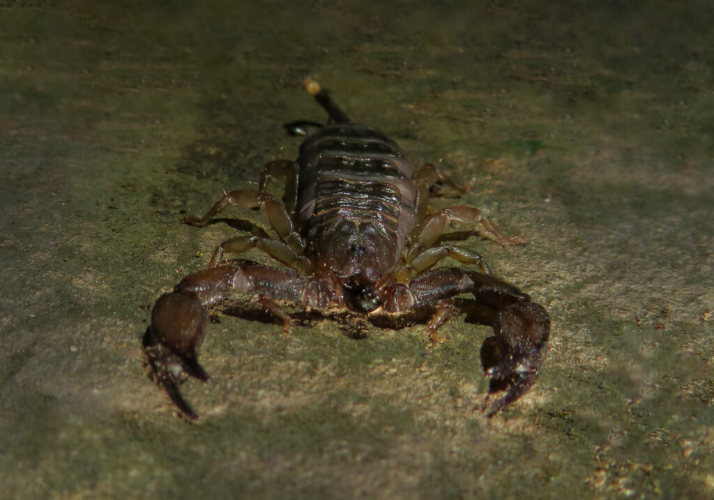 Genus Liocheles