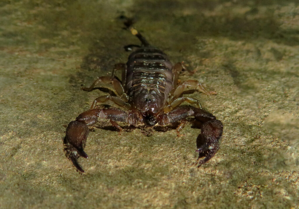 Genus Liocheles
