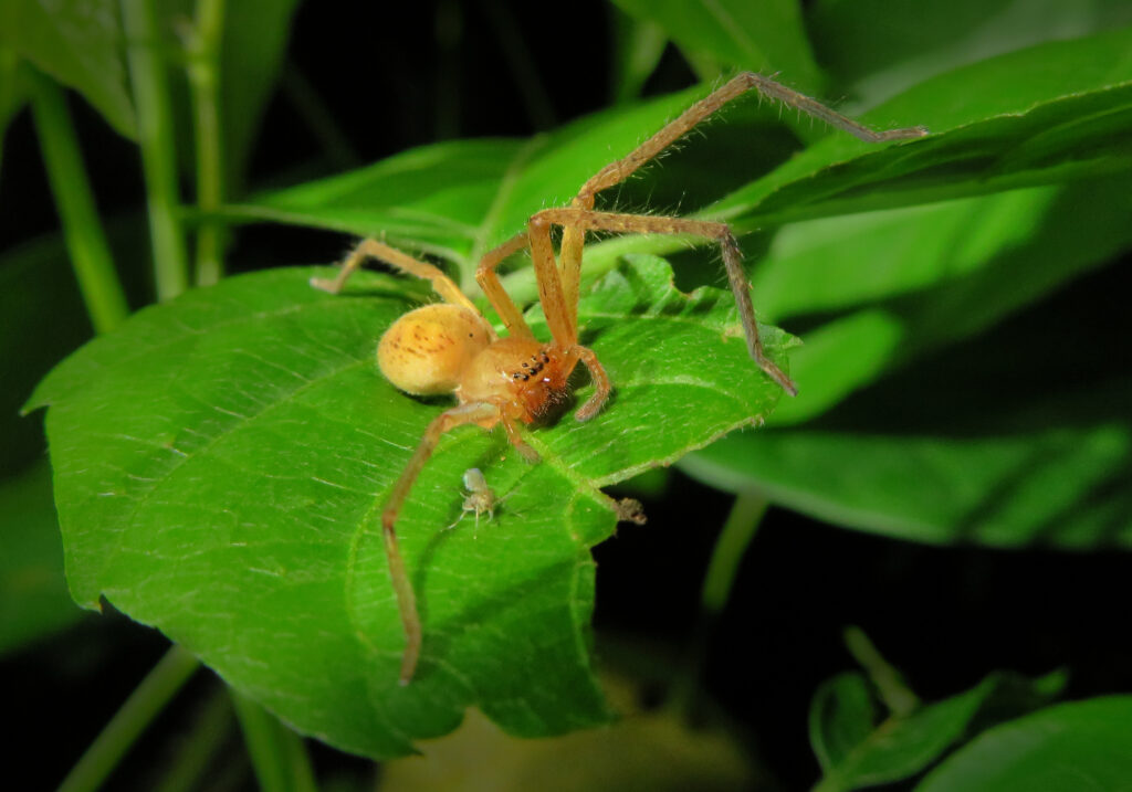 Huntsman Spiders (Family Sparassidae)