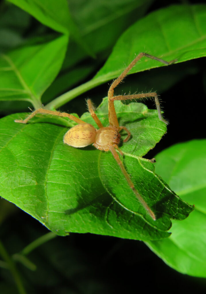 Huntsman Spiders (Family Sparassidae)