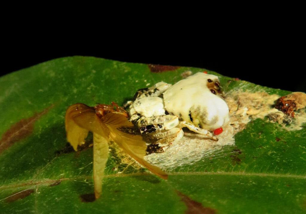 Phrynarachne decipiens