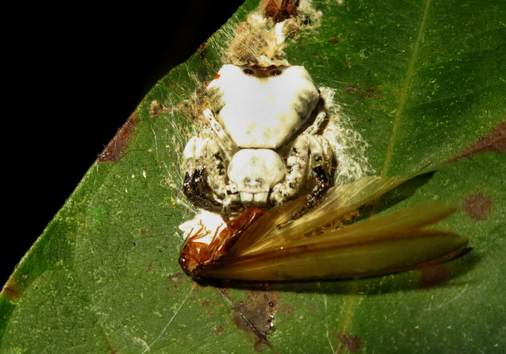 Phrynarachne decipiens