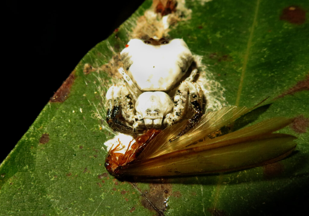 Phrynarachne decipiens