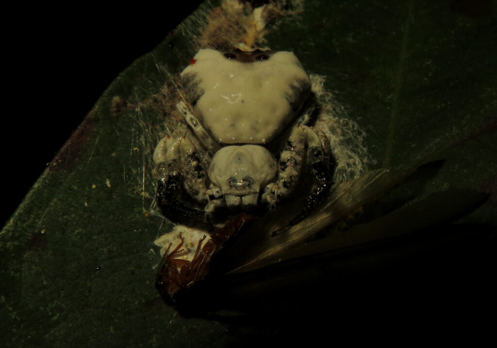 Phrynarachne decipiens