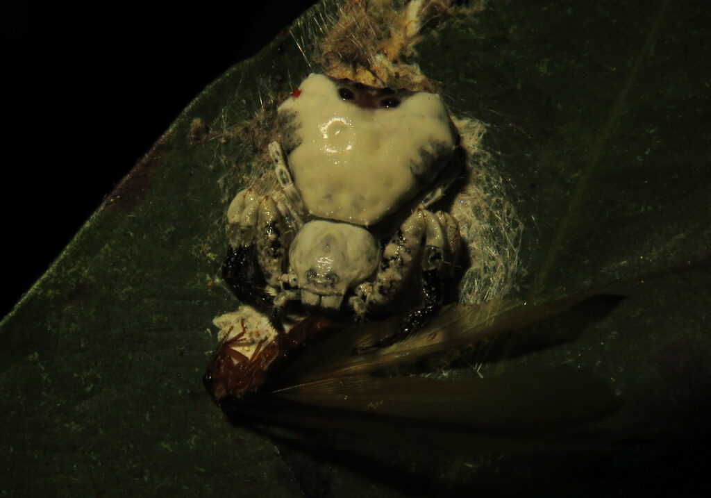 Phrynarachne decipiens