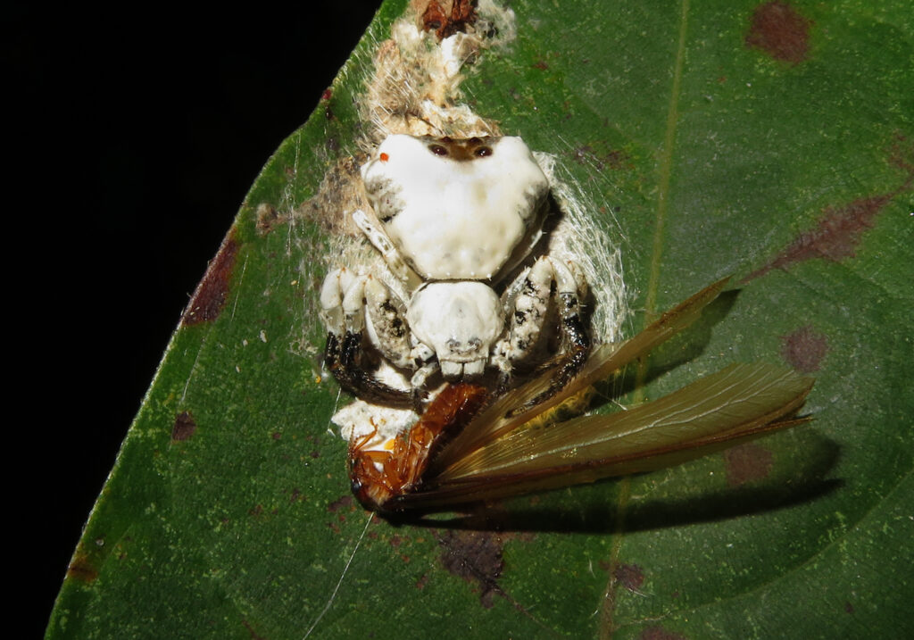 Phrynarachne decipiens