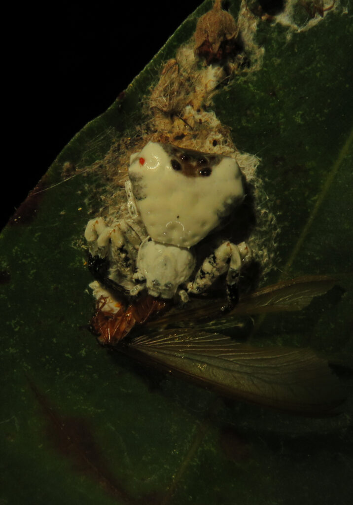 Phrynarachne decipiens
