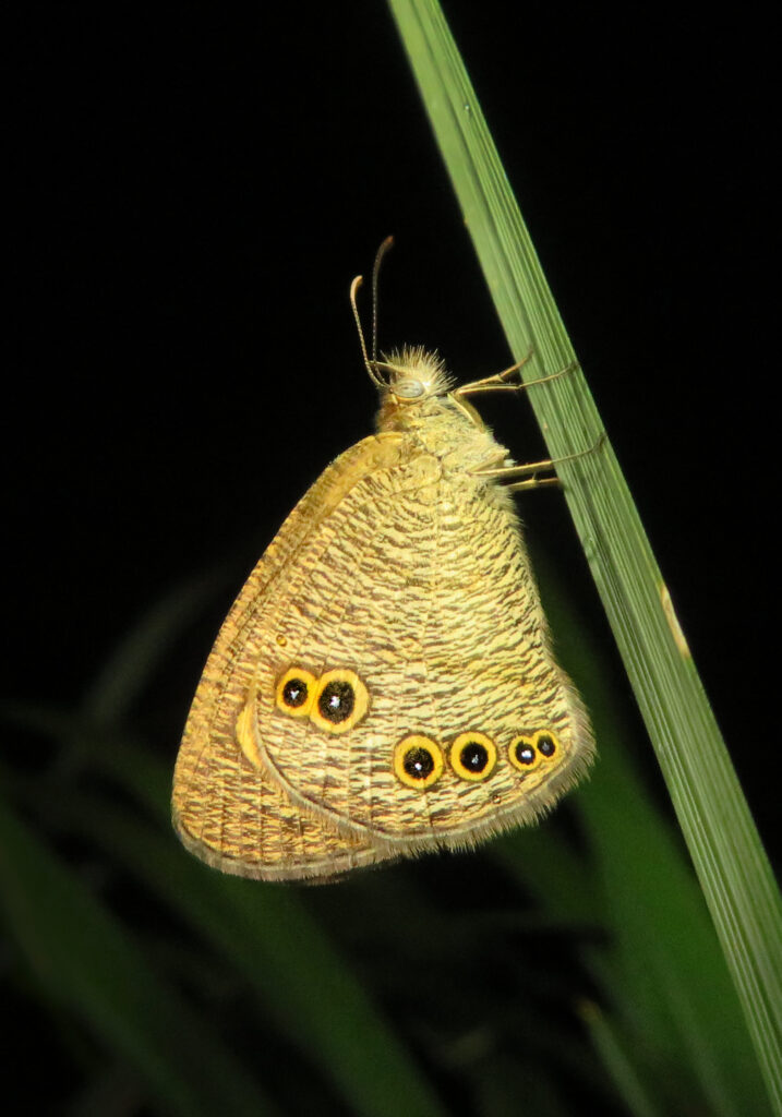 Ring Butterflies (Genus Ypthima)