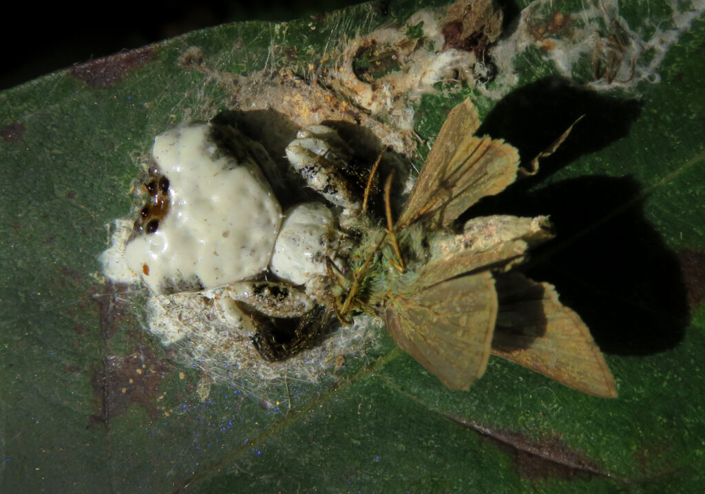 Phrynarachne decipiens