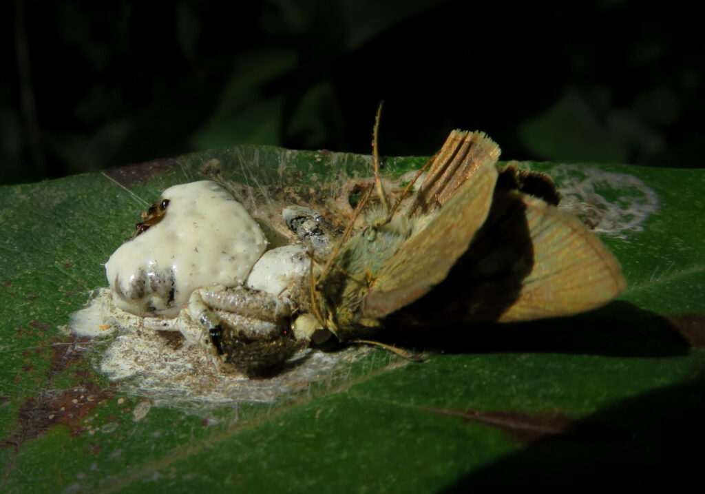 Phrynarachne decipiens