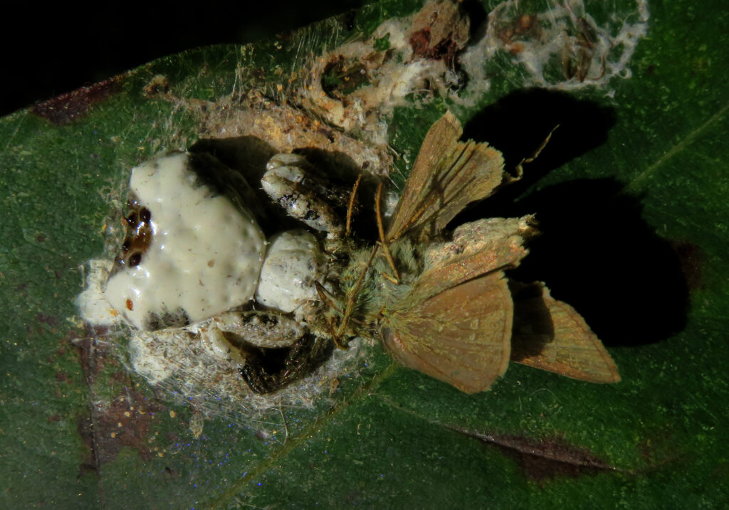 Phrynarachne decipiens