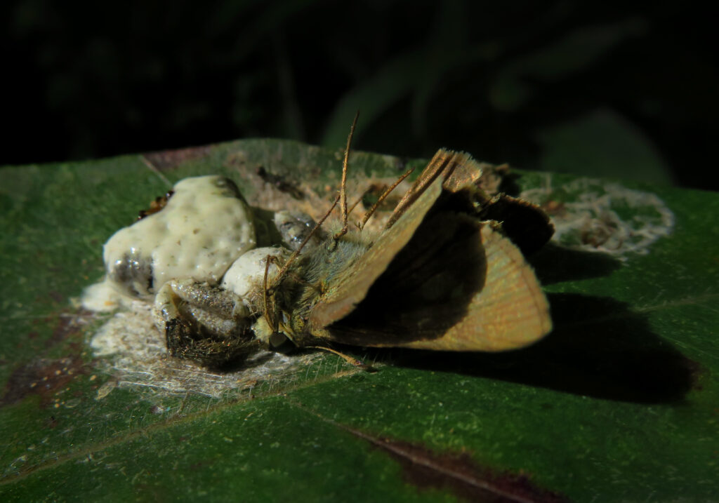 Phrynarachne decipiens