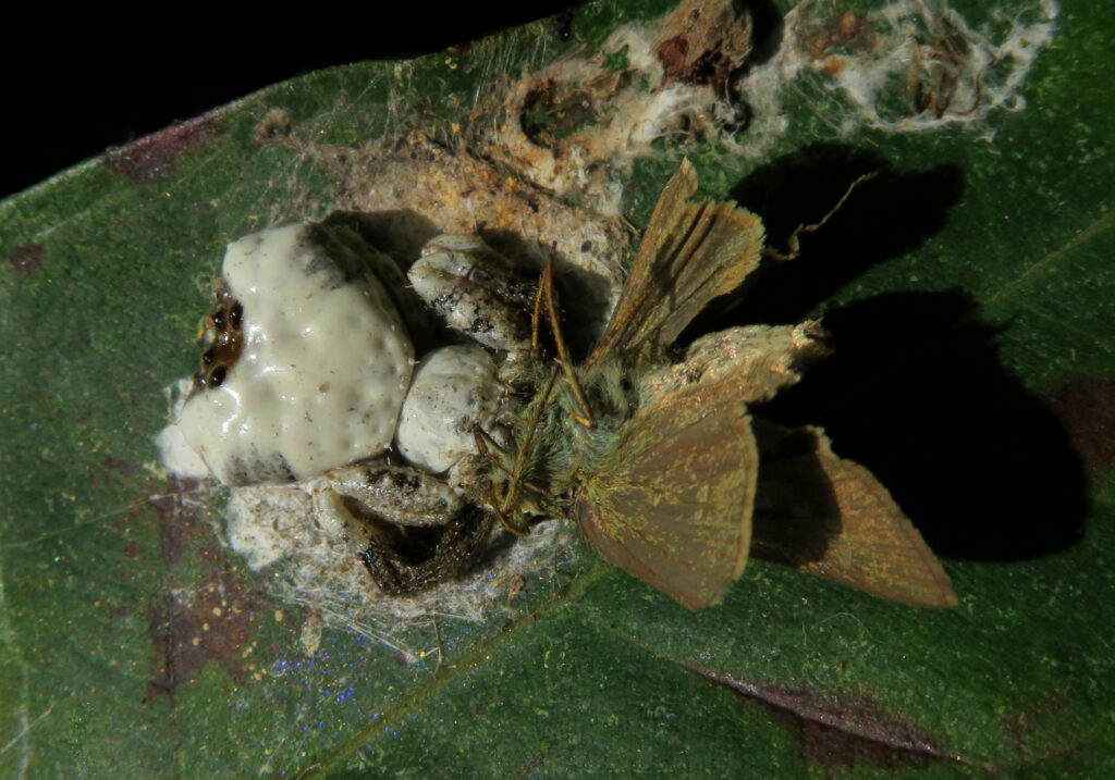 Phrynarachne decipiens