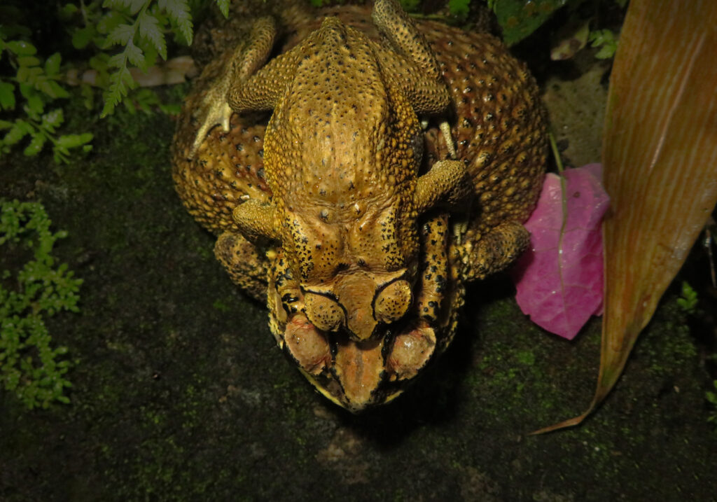 Asian Common Toad (Duttaphrynus melanostictus)
