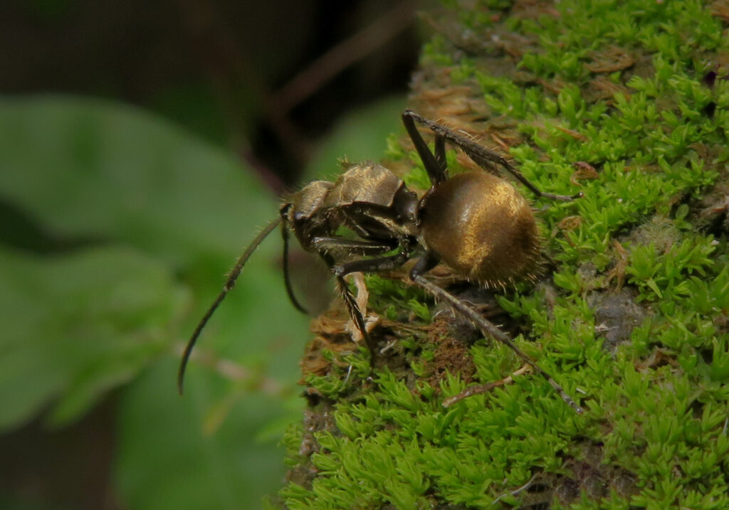 Spiny Ants (Genus Polyrhachis)