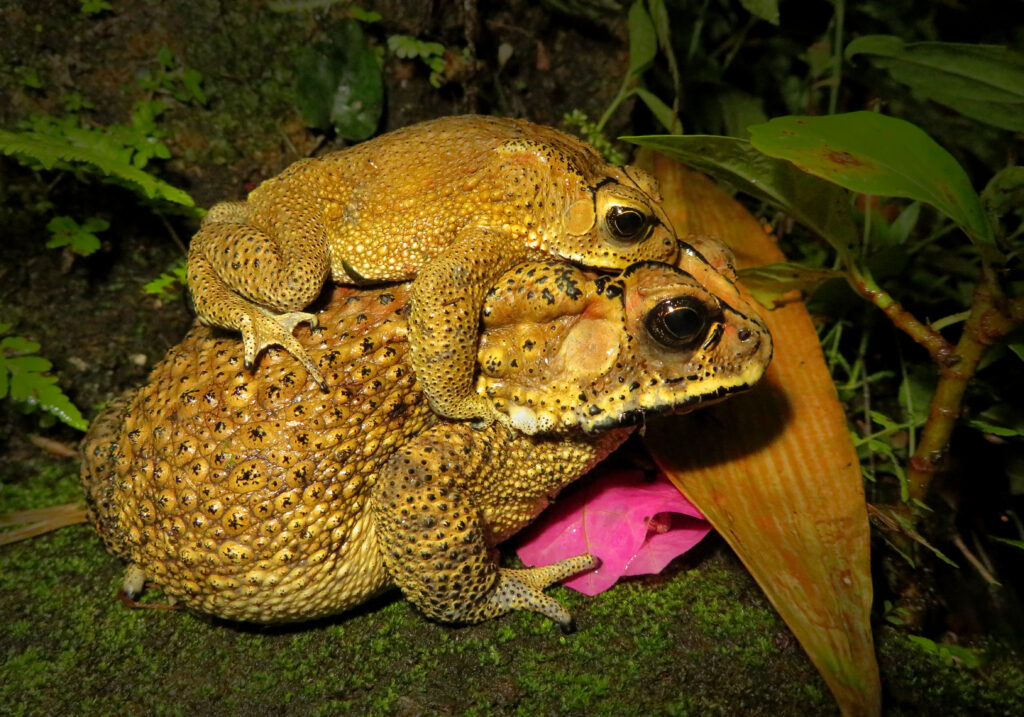 Asian Common Toad (Duttaphrynus melanostictus)