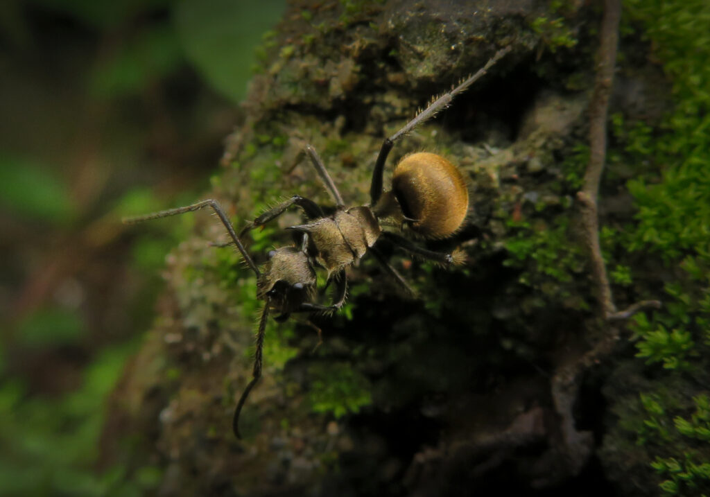 Spiny Ants (Genus Polyrhachis)