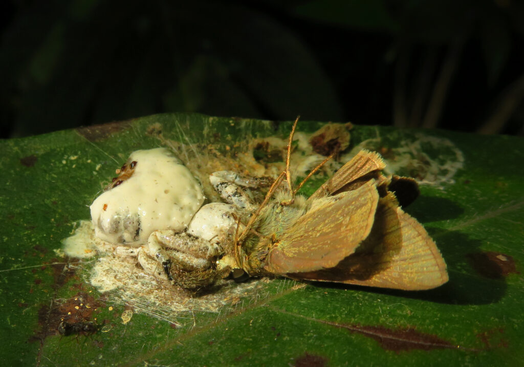 Phrynarachne decipiens