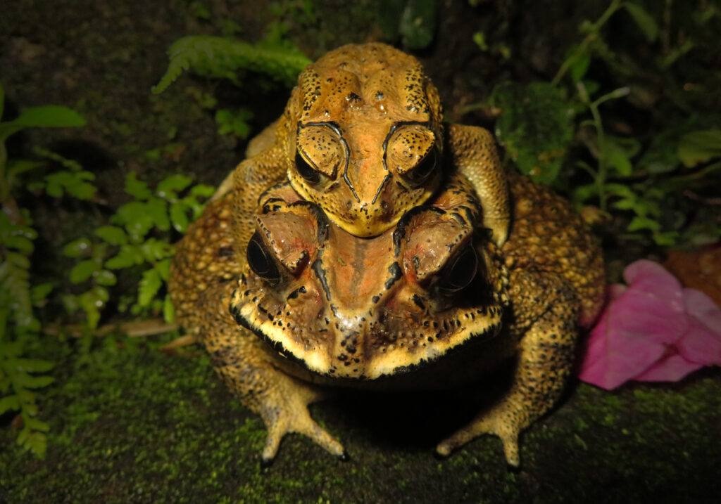 Asian Common Toad (Duttaphrynus melanostictus)